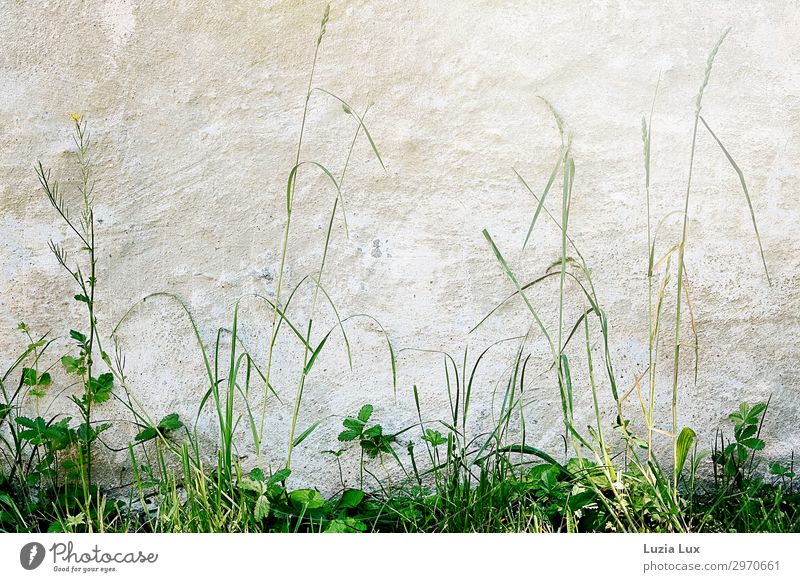 Allerlei Grün Pflanze Sommer Grünpflanze Gras Dorf Mauer Wand alt frisch grün weiß Gedeckte Farben Außenaufnahme Textfreiraum oben Tag Licht Sonnenlicht