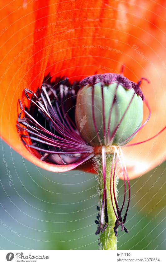 Mohn Pflanze Blume Blüte Staudenmohn mehrfarbig gelb grün violett orange rosa rot schwarz türkis Samen verblüht Farbenspiel Frühlingsblume Staubfäden