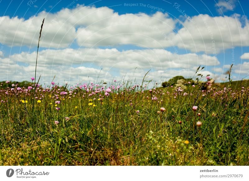 Sommerwiese Ferien & Urlaub & Reisen Insel Küste Mecklenburg-Vorpommern mönchgut Natur Rügen Tourismus Wiese Gras Horizont Ferne Weide ruhig Erholung Himmel