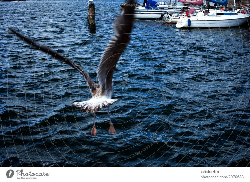 Abflug Ferien & Urlaub & Reisen Insel Küste Mecklenburg-Vorpommern Meer mönchgut Natur Ostsee Ostseeinsel Reisefotografie Rügen Seeufer Vogel Möwe Rückansicht