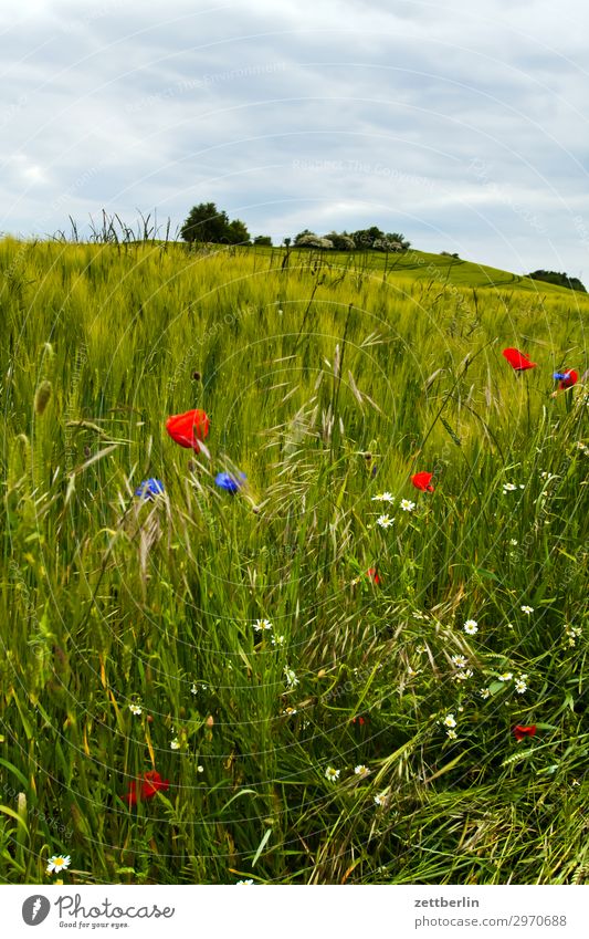 Feldrand Blume Ferien & Urlaub & Reisen Getreide Insel Landwirtschaft Mecklenburg-Vorpommern mönchgut Natur Ostsee Ostseeinsel Rügen Tourismus Küste Horizont