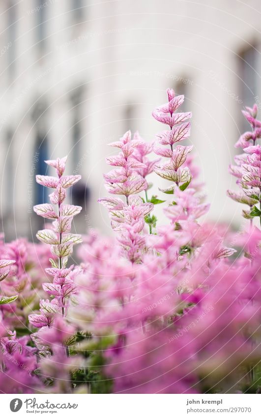 branitzer schlorchidee Umwelt Natur Pflanze Sommer Blume Gras Garten Park Blühend Wachstum Bekanntheit Glück historisch Kitsch schön rosa Zufriedenheit