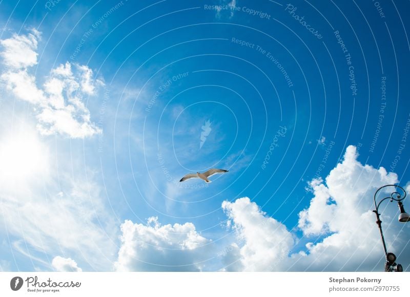 Möwe mit blauem Himmel und einigen Wolken als Hintergrund Tier Wildtier Vogel Flügel 1 fliegen authentisch weiß Gelassenheit Luft Farbfoto Außenaufnahme