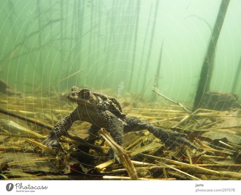 erdkröte Natur Pflanze Tier Frühling Sommer Teich See Wildtier Frosch 1 Schwimmen & Baden beobachten tauchen ruhig ausruhend Farbfoto Außenaufnahme