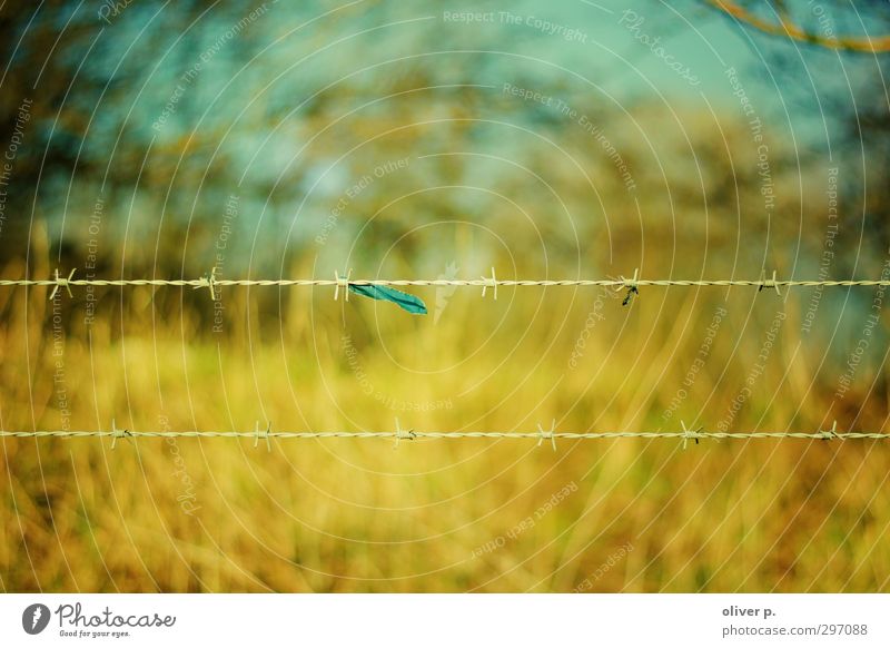 über alle grenzen Natur Landschaft Frühling Sträucher Eifel Stacheldraht Stacheldrahtzaun Stofffetzen Grenze stachelig gold türkis Hoffnung Sehnsucht Einsamkeit