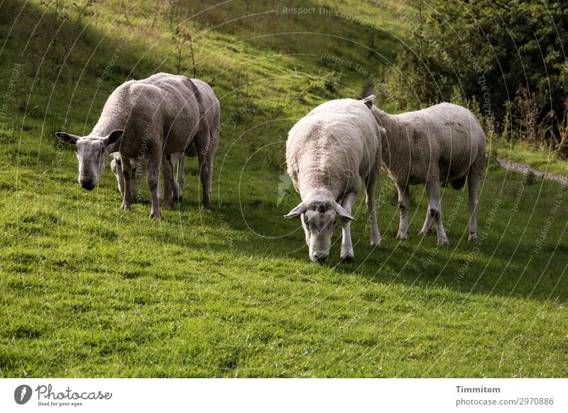 Böcke-Zweiergruppen Ferien & Urlaub & Reisen Umwelt Natur Landschaft Tier Schönes Wetter Gras Sträucher Park Wiese Hügel Großbritannien Schaf Bock 4 Tiergruppe