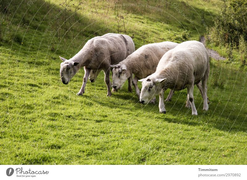 Böcke-Vierergruppe Ferien & Urlaub & Reisen Umwelt Natur Landschaft Tier Schönes Wetter Gras Sträucher Park Wiese Hügel Großbritannien Schaf Bock 4 Tiergruppe