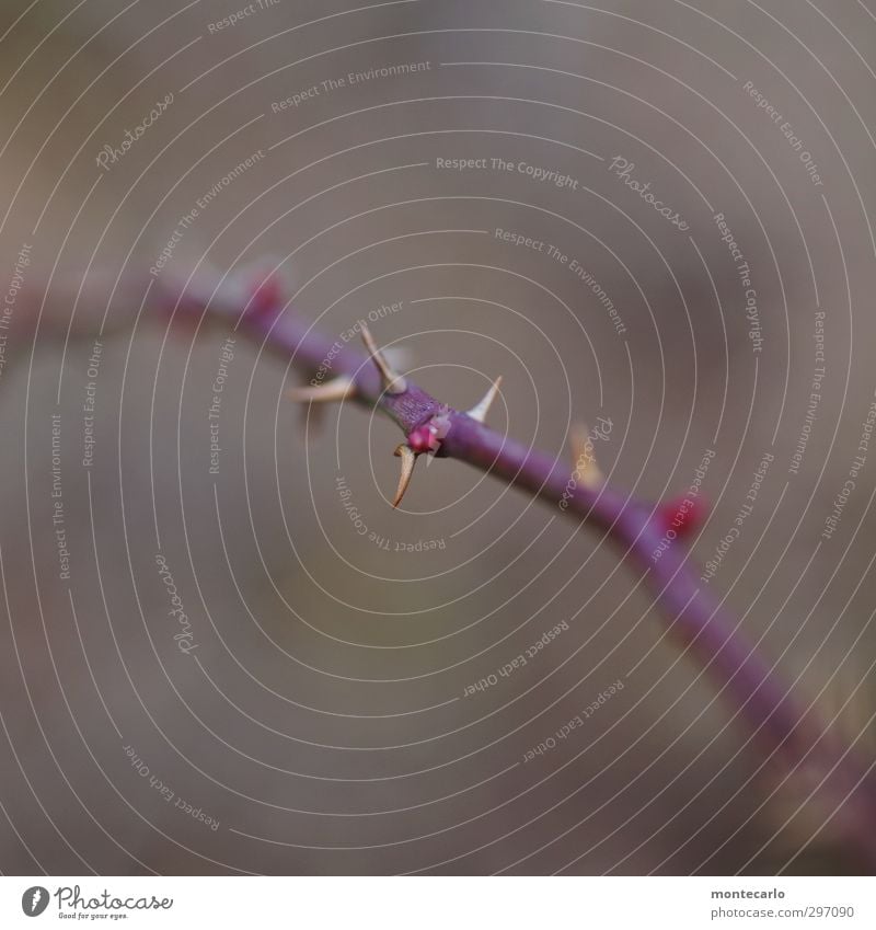 Vorsicht ! Umwelt Natur Pflanze Winter Grünpflanze Wildpflanze bedrohlich dünn authentisch einfach Spitze stachelig trocken wild Farbfoto mehrfarbig Nahaufnahme