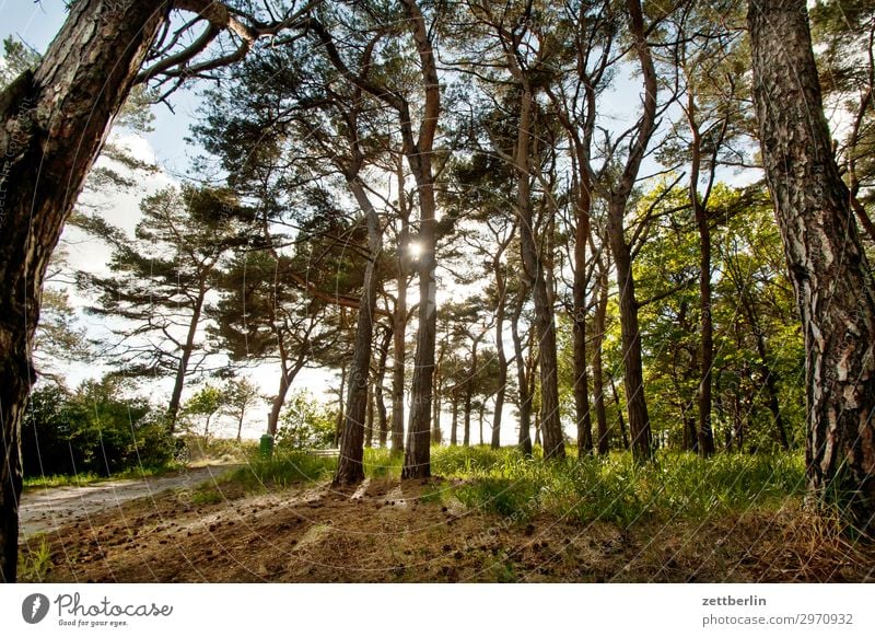 Südperd, Mönchgut Ferien & Urlaub & Reisen Insel Küste Mecklenburg-Vorpommern Meer mönchgut Natur Ostsee Ostseeinsel Reisefotografie Rügen Tourismus Bucht Wald