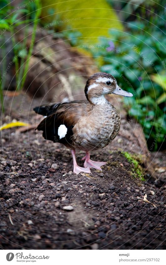 entertainment Umwelt Natur Tier Wildtier Ente 1 Tierjunges natürlich Farbfoto Außenaufnahme Menschenleer Tag Ganzkörperaufnahme