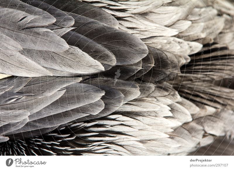 Federschmuck Umwelt Natur Tier Frühling Vogel Zoo 1 Aggression ästhetisch eckig elegant exotisch frei grau schwarz silber weiß Pelikan Wildnis