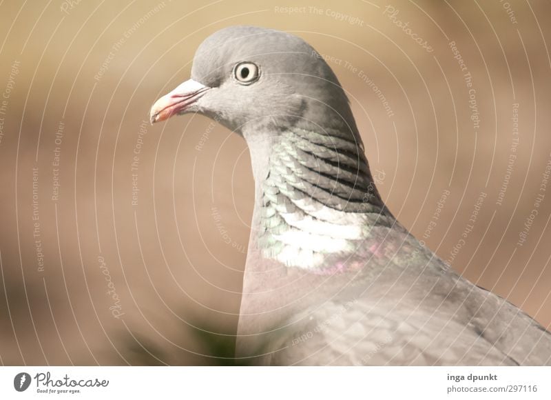 freundlich Umwelt Natur Tier Tiergesicht Flügel Taube Vogel Brieftaube Zugvogel 1 Freundlichkeit schön grau ruhig geduldig friedlich Blick Auge Farbfoto