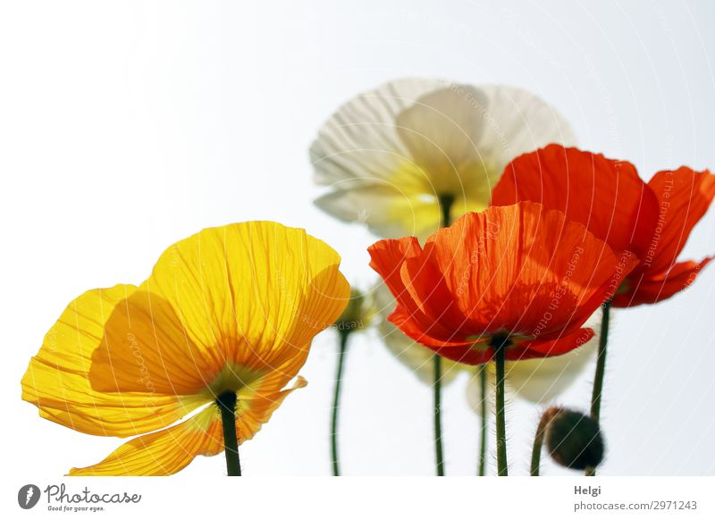 rote, gelbe und weiße Blüten von Mohnblumen im Gegenlicht Umwelt Natur Pflanze Frühling Schönes Wetter Blume Mohnblüte Blütenknospen Stengel Garten Blühend