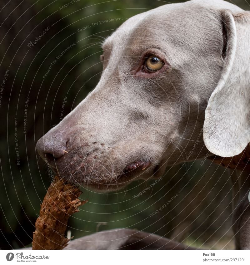 natürlicher Kautrieb Ast Wald Hund 1 Tier Holz beobachten Bewegung Spielen Glück muskulös niedlich wild braun grün Zufriedenheit Lebensfreude Tierliebe klug