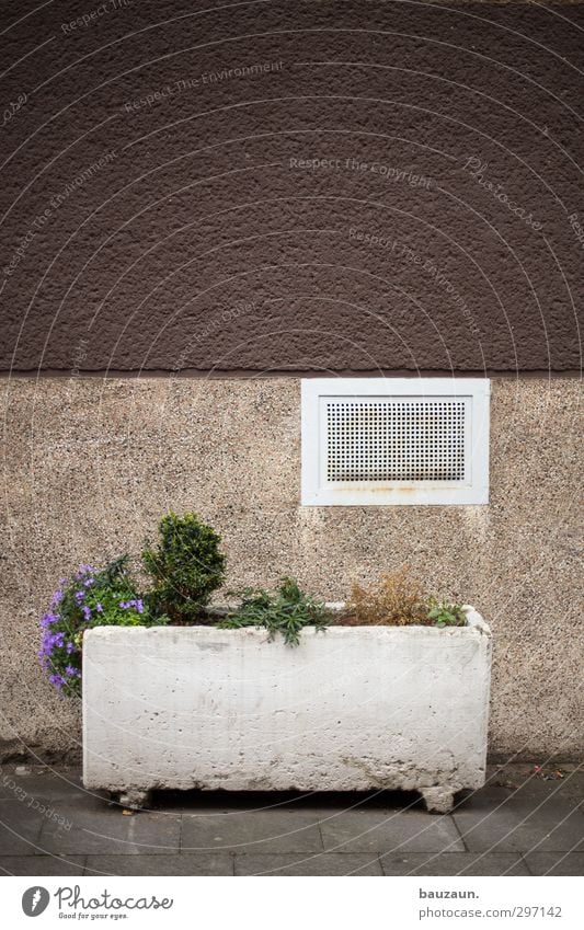 lila versuch. Häusliches Leben Haus Garten Gartenarbeit Umwelt Pflanze Blume Sträucher Grünpflanze Stadt Mauer Wand Fassade Fenster Kellerfenster