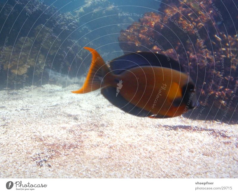 Meerwasserfisch Korallen mehrfarbig Unterwasseraufnahme Mangel Aquarium Fisch Wasser selten