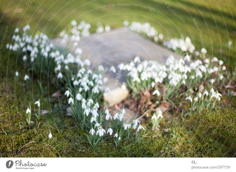 grab Natur Pflanze Erde Frühling Blume Gras Blüte Park Wiese Blühend verblüht Traurigkeit Trauer Tod Religion & Glaube ruhig Schmerz Trennung Verfall