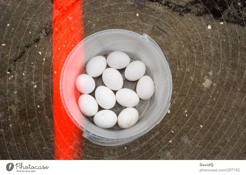 11 Freunde Ei Ernährung authentisch frisch natürlich Eimer ansammeln Bioprodukte Biologische Landwirtschaft Hühnerei Light leak Farbfoto Nahaufnahme