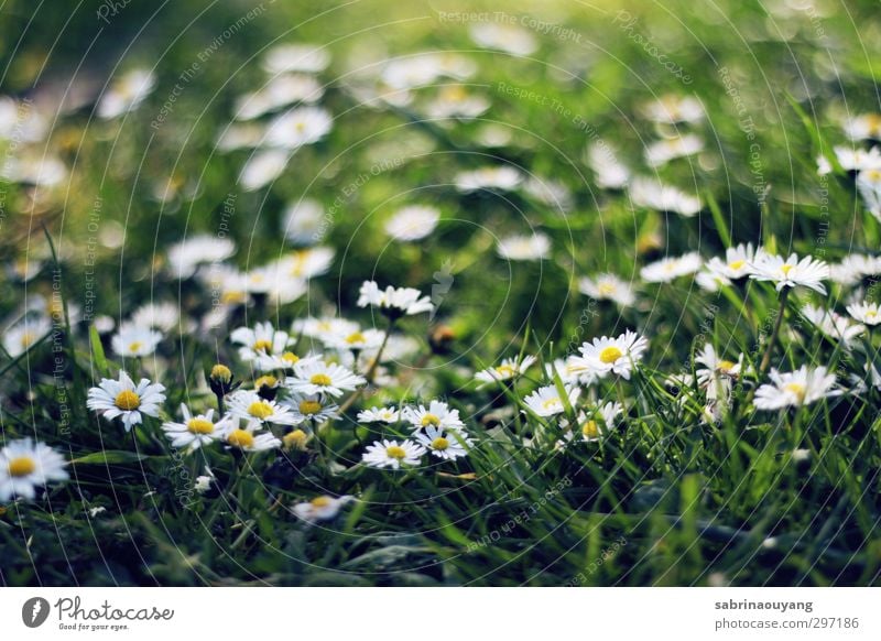 Sommer-Gänseblümchen Umwelt Natur Pflanze Frühling Gras Blüte Wildpflanze Feld Duft Freundlichkeit Fröhlichkeit frisch schön natürlich niedlich weich gelb grün