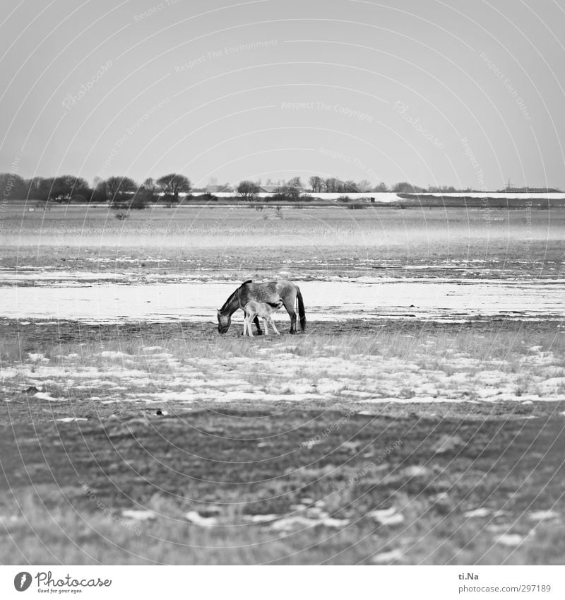 neues Leben Landschaft Winter Schönes Wetter Eis Frost Schnee Naturschutzgebiet Dithmarschen Speicherkoog Schleswig-Holstein Wildtier Pferd Konik Wildpferde 2