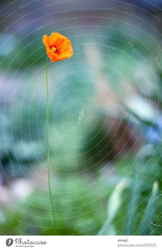 schwerelos Umwelt Natur Pflanze Blume Blüte natürlich grün rot Mohn Mohnblüte Farbfoto Außenaufnahme Makroaufnahme Tag Schwache Tiefenschärfe