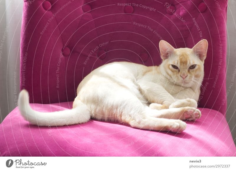 Selbstbewusst Tier Katze 1 Tierjunges schön rosa Gelassenheit geduldig ruhig Müdigkeit Unlust Hemmungslosigkeit egoistisch beige Hauskatze Katzenbaby faulenzen