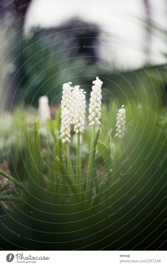 beschützt Umwelt Natur Pflanze Frühling Blume Blüte Grünpflanze natürlich grün Hyazinthe Traubenhyazinthe Farbfoto Außenaufnahme Makroaufnahme Menschenleer Tag