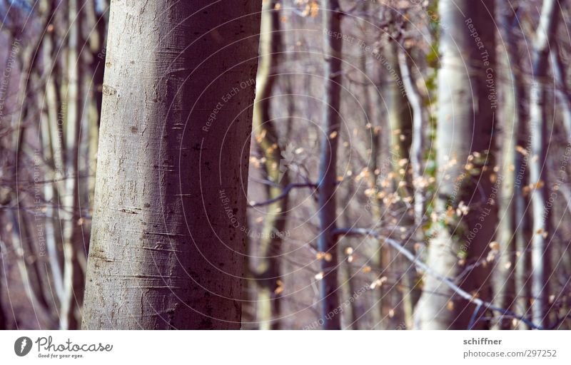 Zumutung | für den Forstarbeiter Umwelt Natur Pflanze Sonnenlicht Frühling Winter Baum Wald viele Forstwirtschaft Forstwald Buchenwald Hainbuche Laubbaum kahl