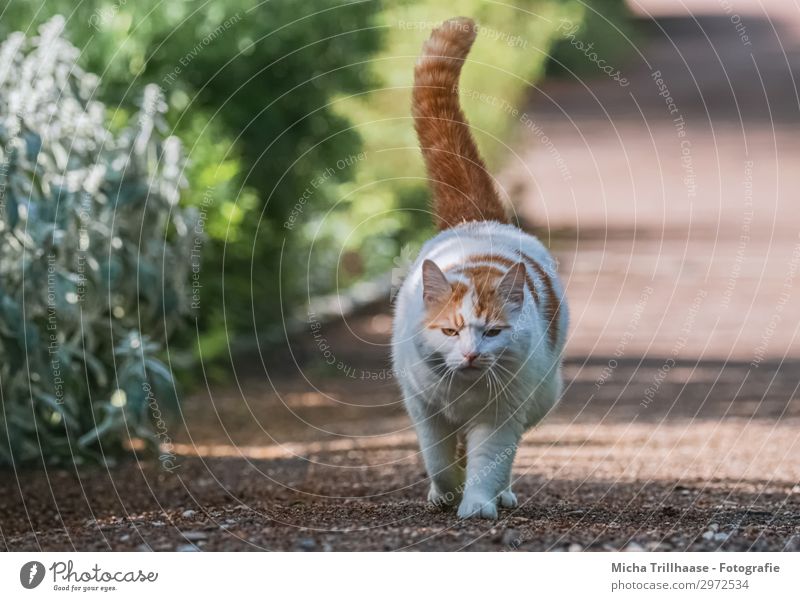 Spazierende Katze im Park Natur Pflanze Tier Sonnenlicht Schönes Wetter Sträucher Haustier Tiergesicht Fell Pfote Hauskatze Kopf Auge Schwanz 1 gehen laufen