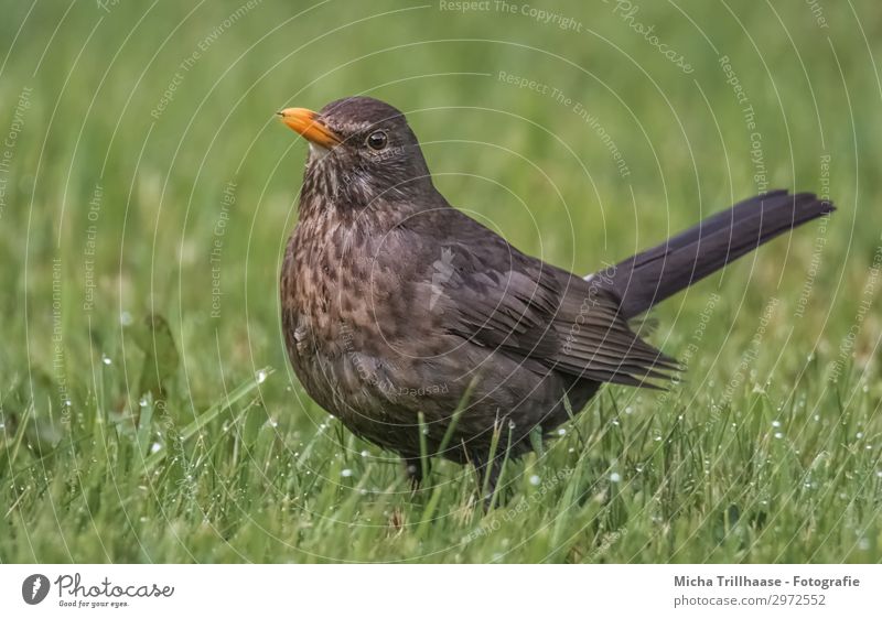 Amsel auf der Wiese Natur Tier Wassertropfen Sonnenlicht Schönes Wetter Gras Wildtier Vogel Tiergesicht Flügel Feder gefiedert Schnabel Auge 1 beobachten Blick