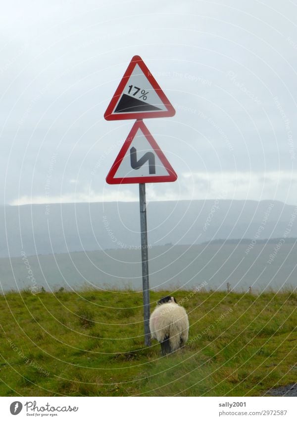 jetzt geht's abwärts... schlechtes Wetter Wiese Berge u. Gebirge Verkehrswege Wege & Pfade Verkehrszeichen Verkehrsschild Serpentinen Berghang Schaf 1 Tier