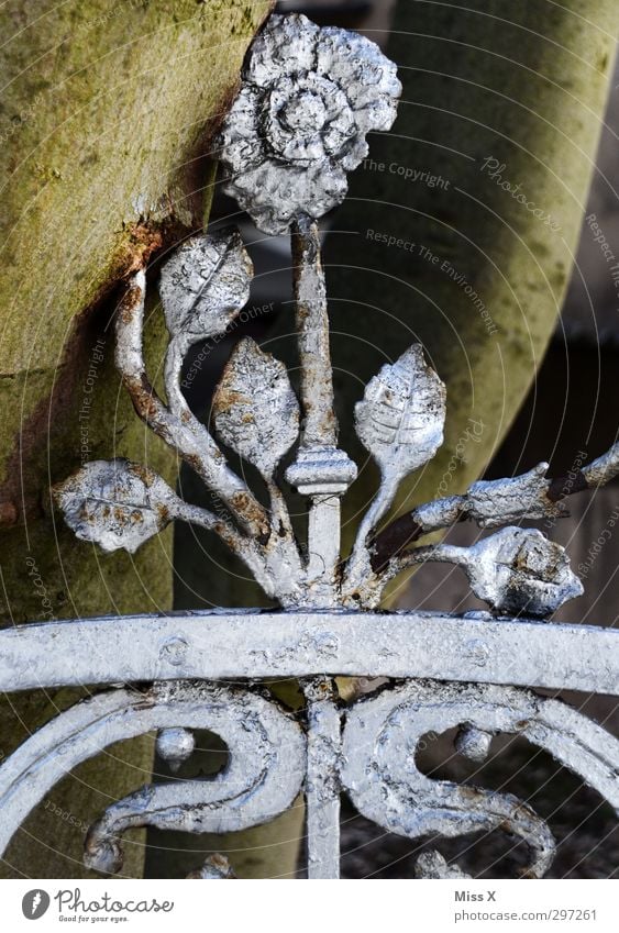 eingewachsen Baum Rose alt Riss Wunde aufgespiesst Zaun Schmiedeeisen Jugendstil Metallzaun Dekoration & Verzierung Ast Zweig Rost Gedeckte Farben Außenaufnahme