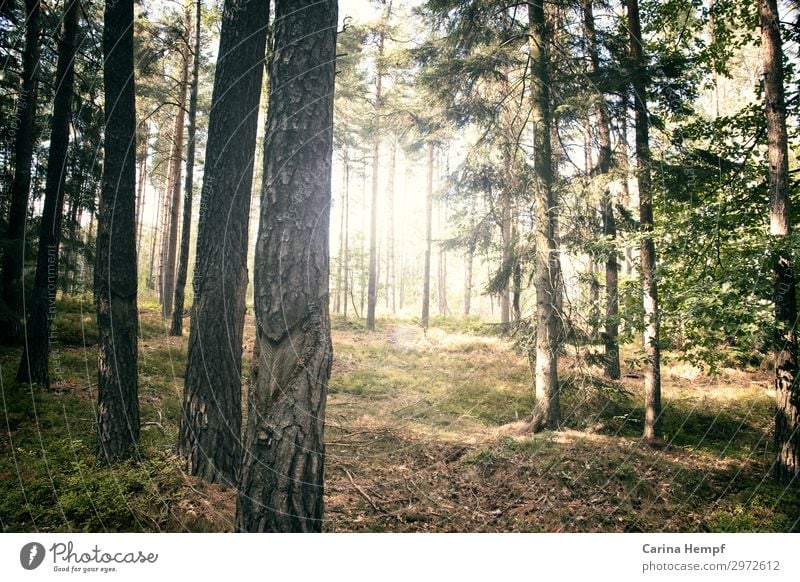 Wanderlust Freude Glück Fitness Leben harmonisch Wohlgefühl Zufriedenheit Erholung ruhig Meditation Freizeit & Hobby Joggen wandern Natur Landschaft Pflanze