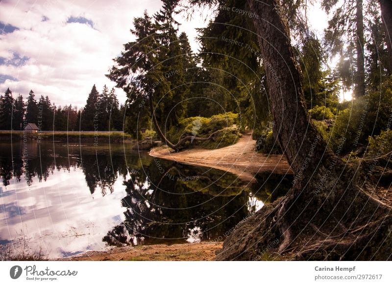 Waldsee Leben Erholung ruhig Ferien & Urlaub & Reisen Tourismus Ausflug Abenteuer Freiheit Camping wandern Umwelt Natur Landschaft Pflanze Sommer Herbst