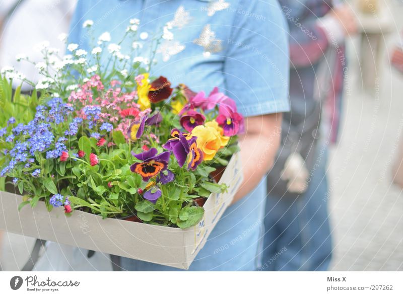 Blumenkiste Muttertag Frühling Sommer Blatt Blüte Blühend Duft blau Stimmung Vergißmeinnicht Stiefmütterchen Wochenmarkt Kiste Gartenpflanzen Blumenhändler