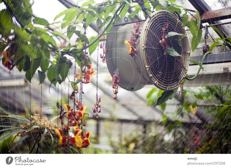 "Orchideenhaus" Natur Pflanze Frühling Blume Grünpflanze exotisch natürlich grün Gewächshaus Belüftung Farbfoto Innenaufnahme Menschenleer Tag Totale