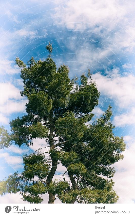 kiefer auf dem weg, berat - albanien Ferien & Urlaub & Reisen Tourismus Ausflug Natur Landschaft Pflanze Urelemente Wolken Frühling Baum Feld Hügel Ruine Stein