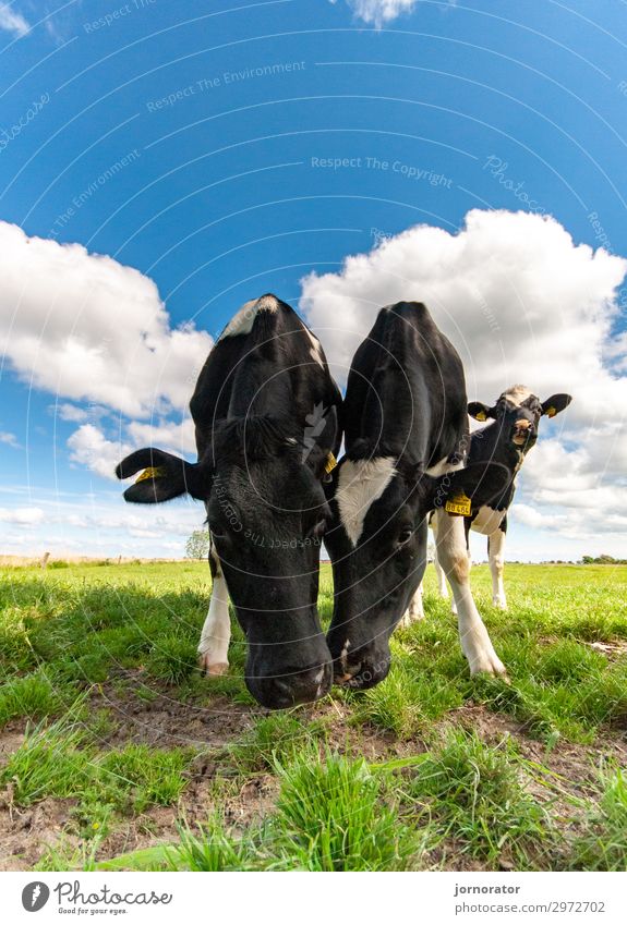 Bio - Wo finde ich das denn? Umwelt Natur Landschaft Wolken Sommer Wiese Fressen Kuh Weide Blick in die Kamera Idylle Biologische Landwirtschaft Farbfoto