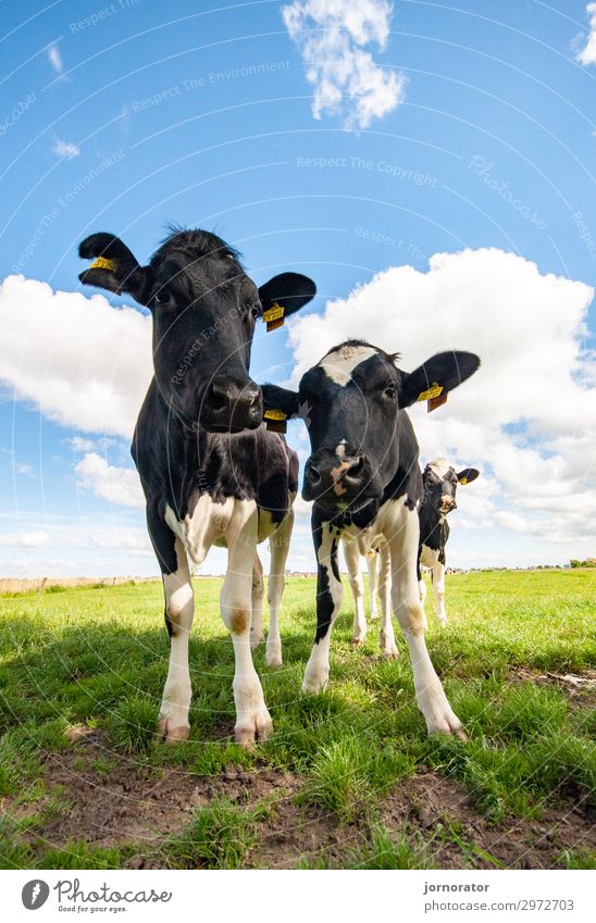 MuhKuh Umwelt Natur Landschaft Himmel Wolken Sommer Klima Schönes Wetter Wiese Nordsee Fressen Weide Biologische Landwirtschaft Bioprodukte Weitwinkel Gras