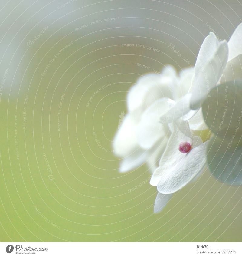 High Key Hortensie Garten Frühling Pflanze Sträucher Blüte Topfpflanze Hortensienblüte Blütenblatt Stempel Blühend Wachstum ästhetisch hell natürlich Sauberkeit