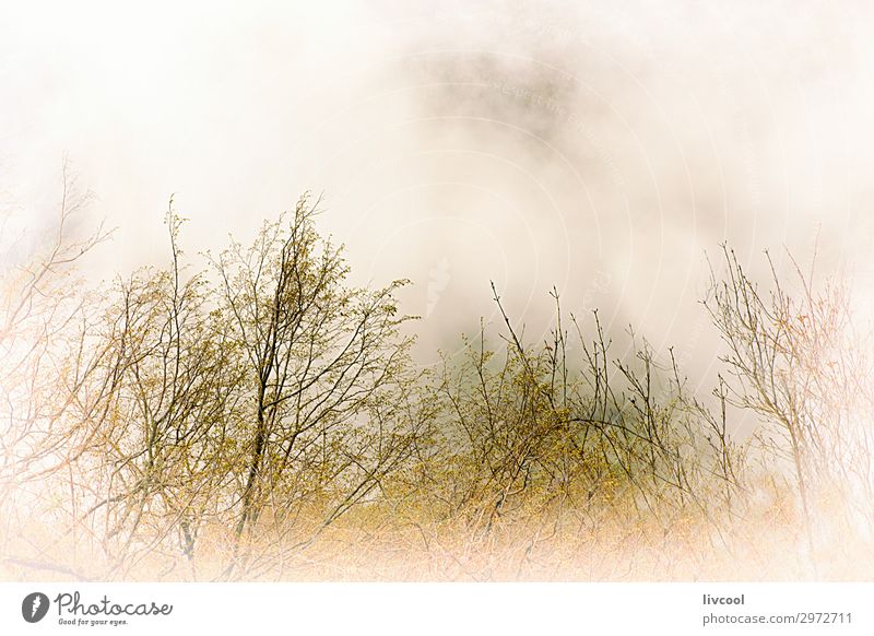 Nebel im Busch, Europa Ferien & Urlaub & Reisen Tourismus Ausflug Berge u. Gebirge Natur Landschaft Pflanze Frühling Baum Blatt Wald Hügel authentisch