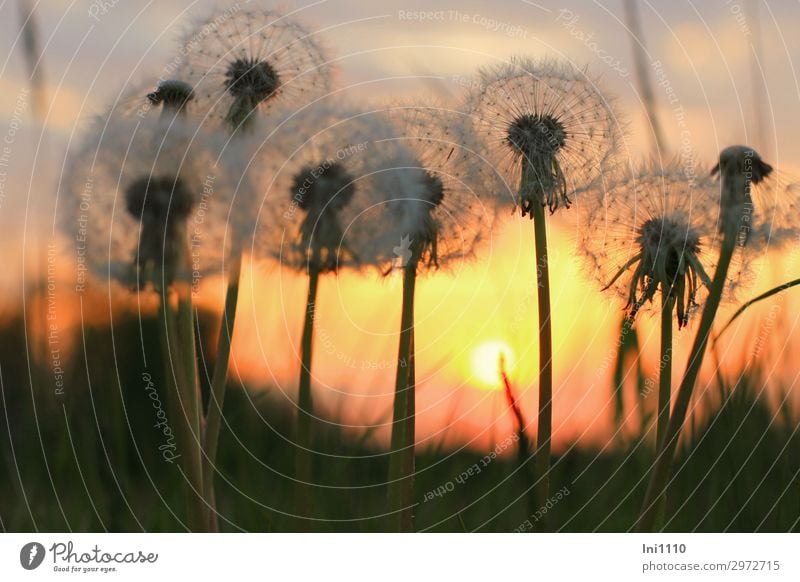 Abendstimmung Pflanze Himmel Sonnenaufgang Sonnenuntergang Sonnenlicht Frühling Schönes Wetter Wärme Blume Löwenzahn Garten Park Wiese gelb grau rot schwarz