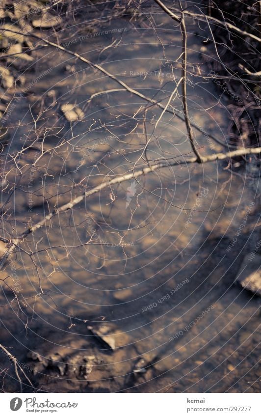 Geäst Umwelt Natur Landschaft Wasser Frühling Schönes Wetter Pflanze Sträucher Zweige u. Äste Bach Wachstum Farbfoto Gedeckte Farben Außenaufnahme Menschenleer