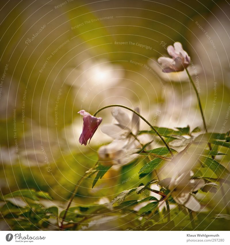 Blüten des Buschwindröschens oder Anemone, wiegen sich im Licht der Frühlingssonne. Natur Pflanze Grünpflanze Wildpflanze Krautschicht Anemonen Wald grün rosa