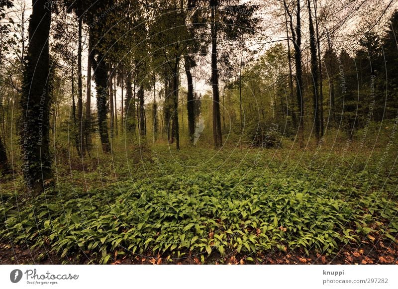 welcome to the jungle Umwelt Natur Landschaft Pflanze Wolken Sonnenlicht Frühling schlechtes Wetter Baum Blatt Wildpflanze Wald außergewöhnlich dunkel wild gelb