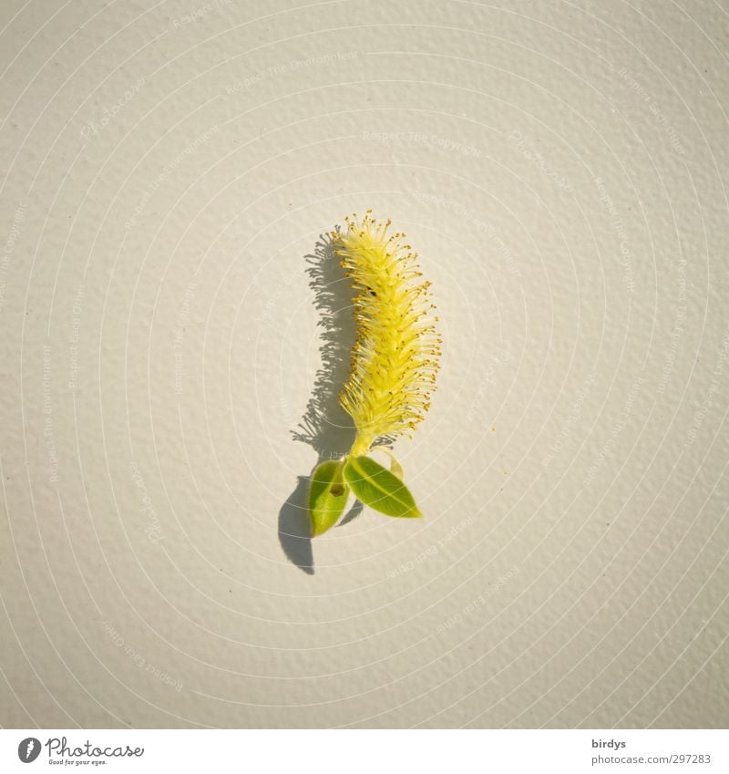 Weidenblüte Frühling Pflanze Blatt Blüte Weidenkätzchen Pollen leuchten ästhetisch Duft positiv schön gelb grün Reinheit Natur rein Schatten filigran