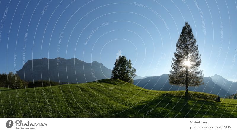 Lärche bei Bizau im Gegenlicht alpen baum bezau bregenzerwald bregenzerwaldgebirge europa himmel landschaft oesterreich sonne sonnenlicht sonnenstrahl