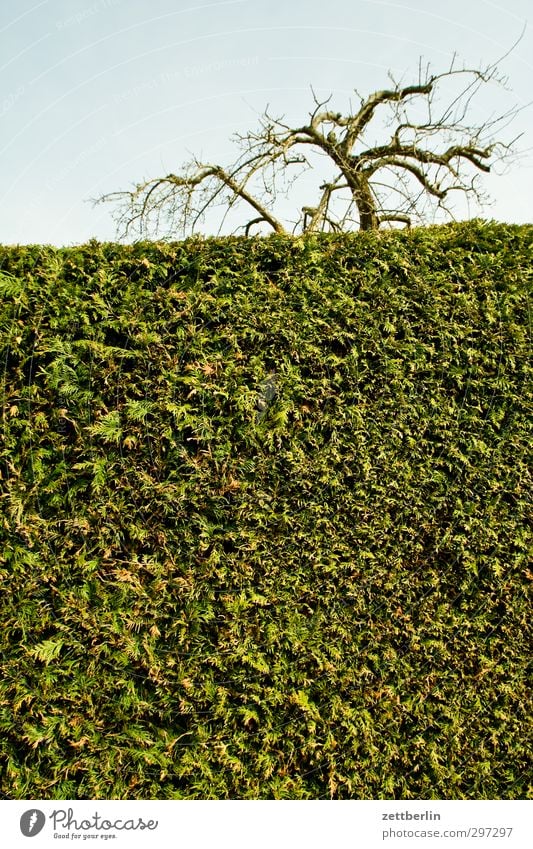 Hecke Lifestyle Wellness Garten Umwelt Natur Landschaft Himmel Frühling Klima Klimawandel Wetter Schönes Wetter Pflanze Sträucher Park Dorf Kleinstadt Stadt