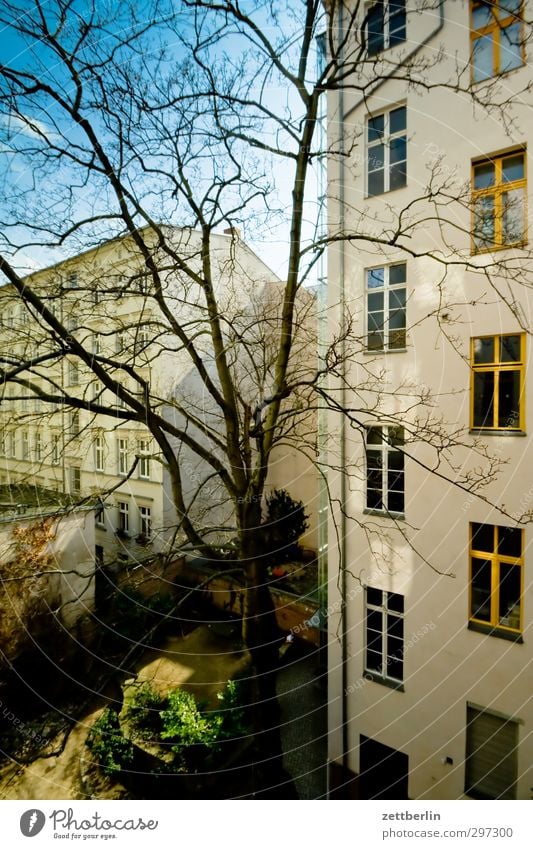 Hof mit Sonne Häusliches Leben Haus Frühling Klima Klimawandel Wetter Schönes Wetter Baum Fassade Gefühle Altbau Berlin fenster hinterhaus Hinterhof innenhof