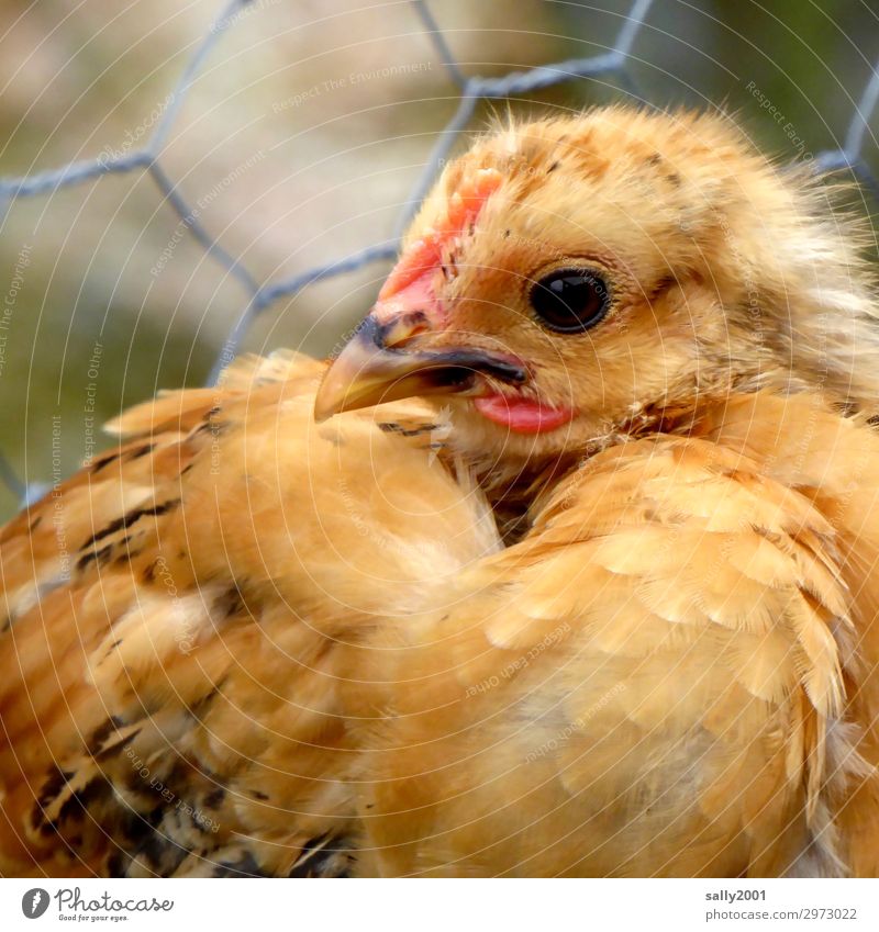 Babyhuhn... Tier Nutztier Tiergesicht Haushuhn Küken Federvieh Käfig 1 beobachten blond einzigartig Neugier gelb strubbelig alte Rasse Hühnerstall